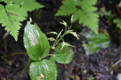 Neottia convallarioides