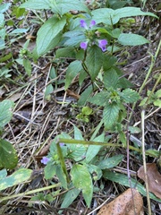 Galeopsis