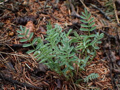 Astragalus