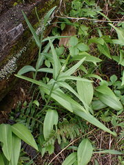 Fritillaria affinis