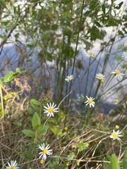 Erigeron vernus