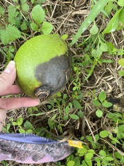 Annona muricata