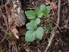 Tiarella trifoliata