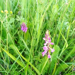 Anacamptis palustris