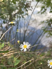 Erigeron vernus