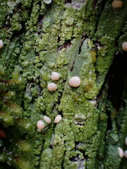 Icmadophila ericetorum