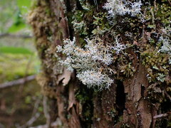 Sphaerophorus tuckermanii