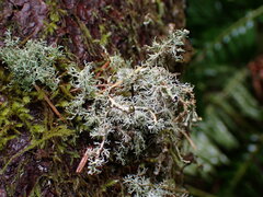 Sphaerophorus tuckermanii