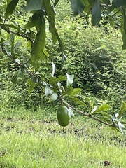 Annona muricata