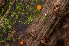 Scutellinia vitreola