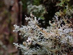 Sphaerophorus tuckermanii