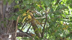 Vireo philadelphicus
