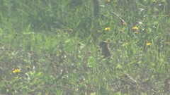 Urocitellus richardsonii