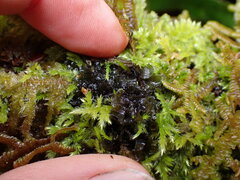 Scytinium polycarpum