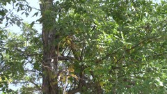 Vireo philadelphicus