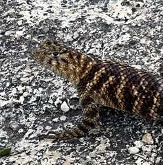 Sceloporus orcutti