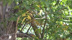 Vireo philadelphicus