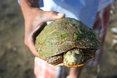 Trachemys gaigeae