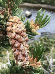 Pinus balfouriana