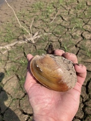Potamilus fragilis