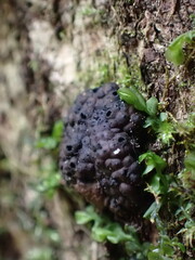 Jackrogersella multiformis