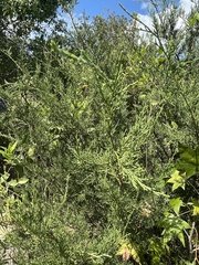 Chamaecyparis thyoides
