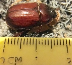 Oxygrylius ruginasus
