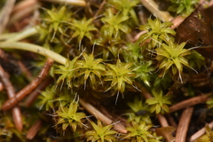 Syntrichia