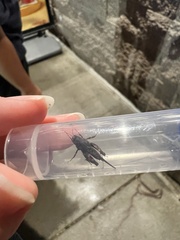 Paratettix mexicanus