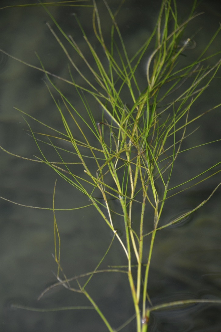 Stuckenia filiformis