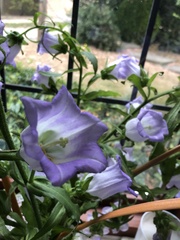 Campanula medium