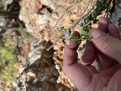 Menthinae