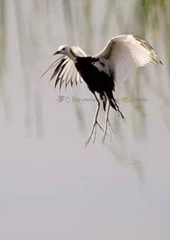 Hydrophasianus chirurgus