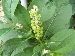Phytolacca acinosa