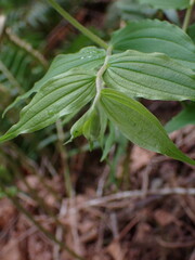 Prosartes hookeri