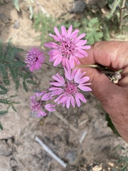 Palafoxia sphacelata