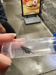 Paratettix mexicanus