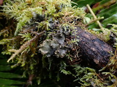 Peltigera collina