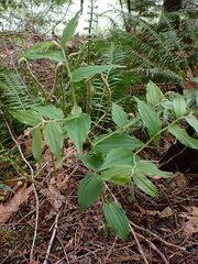 Prosartes hookeri