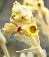Espeletia