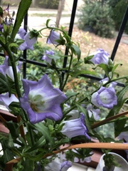 Campanula medium