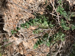 Menthinae