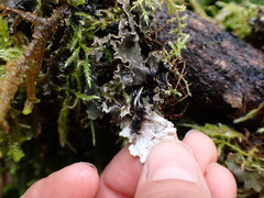 Peltigera collina