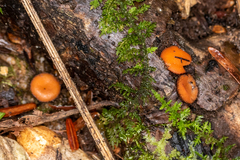 Scutellinia colensoi