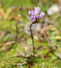 Gentianella corymbosa