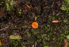 Scutellinia colensoi