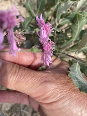 Palafoxia sphacelata