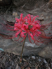 Lycoris radiata