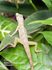 Anolis aeneus