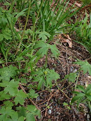 Ranunculus uncinatus